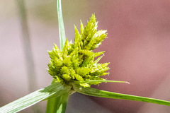 Cyperus fendlerianus