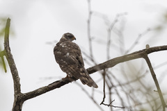 Accipiter ovampensis