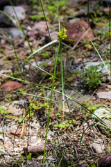 Cyperus fendlerianus