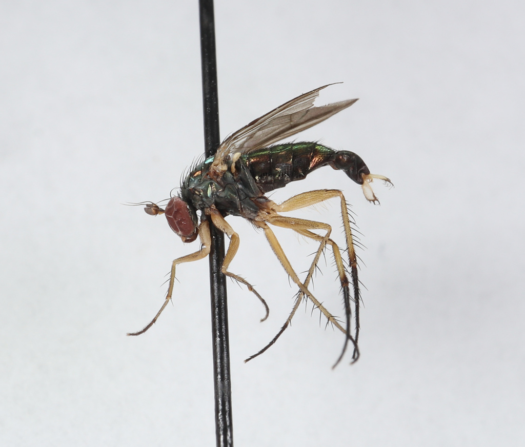 Dolichopus trivialis