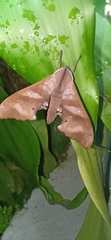 Marumba nympha