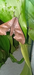 Marumba nympha