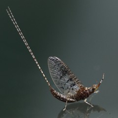 Ephemeroptera