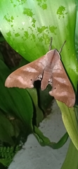 Marumba nympha