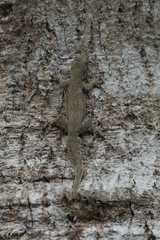 Hemidactylus platyurus