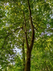 Trema orientale