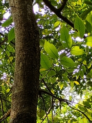 Trema orientale