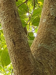 Trema orientale