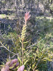 Callistemon