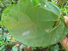 Indopadilla kodagura