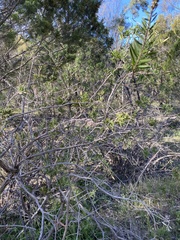 Callistemon