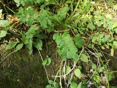 Astragalus glycyphyllos