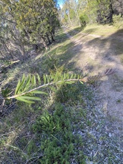 Callistemon