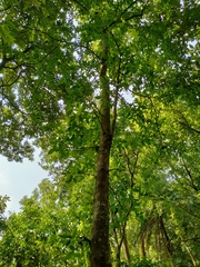 Aegle marmelos