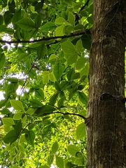 Aegle marmelos