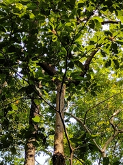 Terminalia bellirica