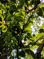 Terminalia bellirica