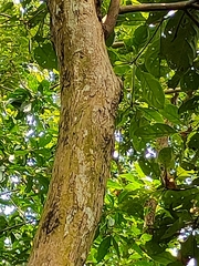 Terminalia bellirica