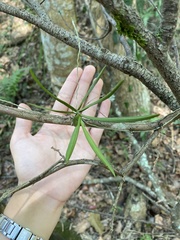 Thrixspermum formosanum