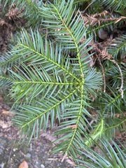 Cunninghamia