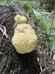 Fungi