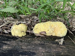 Fungi