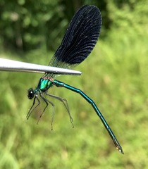Calopteryx splendens intermedia