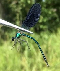 Calopteryx splendens intermedia