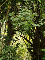 Bougainvillea spectabilis