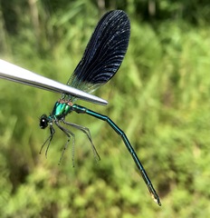 Calopteryx splendens intermedia