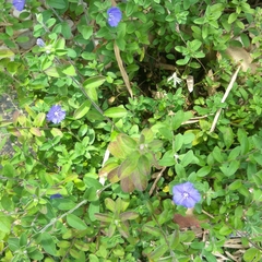 Evolvulus glomeratus