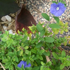 Evolvulus glomeratus