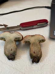 Boletus patrioticus