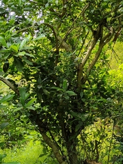 Tabernaemontana divaricata