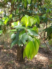 Trochocarpa laurina
