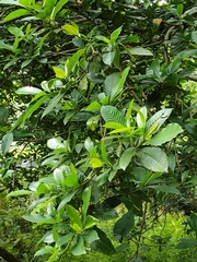Tabernaemontana divaricata