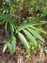 Alpinia caerulea