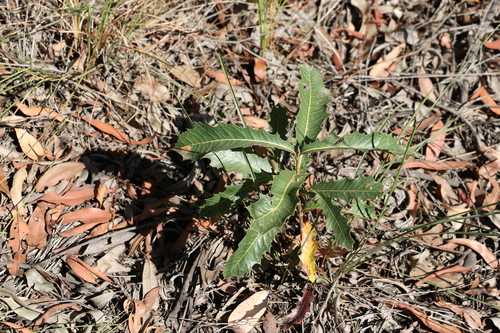 Image of Xylomelum salicinum by (c) Greg Tasney, some rights reserved (CC BY-SA)