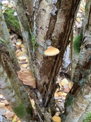 Crepidotus calolepis