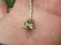 Ornithogalum hispidum