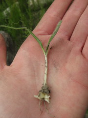 Ornithogalum hispidum