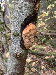 Dichomitus campestris