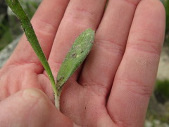 Ornithogalum hispidum