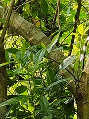 Tabernaemontana divaricata