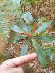 Tristaniopsis collina