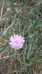 Knautia arvensis