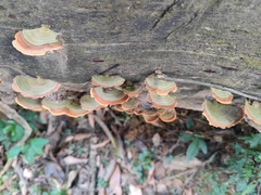 Stereum insignitum