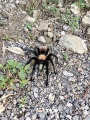 Brachypelma albiceps