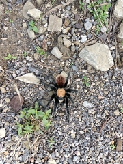 Brachypelma albiceps