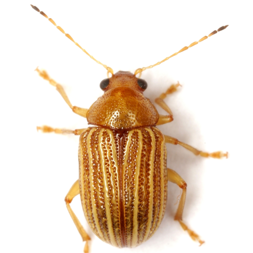 Colaspis crinicornis